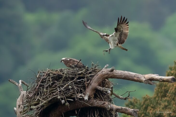 A female osprey sits on a large messy nest while a male osprey flies towards her. The male osprey is carrying more nesting materials. The female osprey has nested at the Scottish Wildlife Trust's Loch of the Lowes Wildlife Reserve for several years.