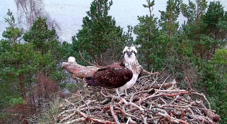 An osprey sitting on a nest