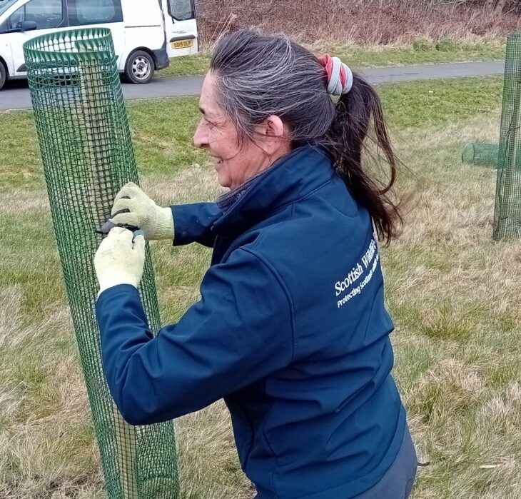 Action for Nature volunteer, Emma Kendon, placing a protective guard round a young tree.