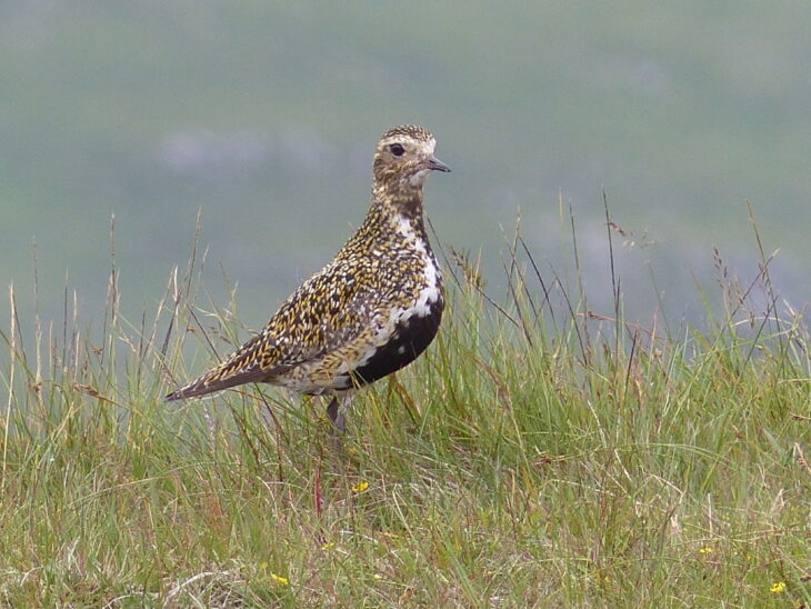 A golden plover stood amongst tall green grass. The bird has a dark brown chest with a mottled pattern across it's back and head. There is a white band running from it's chest up to the back of it's neck.