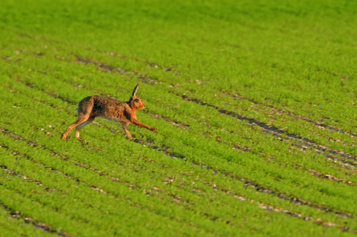 A brown hare running in spring wheat crop.