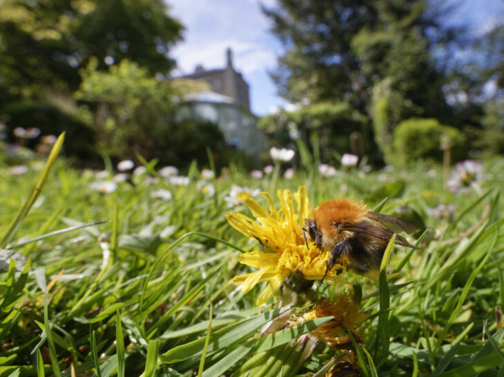 Common carder bumblebee (Bombus pascuorum) nectaring on a Dandelion (Taraxacum officinale) flowerhead among many Common daisies (Bellis perennis) on a lawn left unmown to allow wild flowers to bloom to support pollinating insects.
