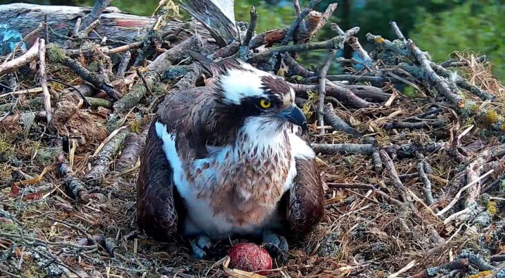 Female osprey, LF25, sitting on the nest with her egg in front of her.