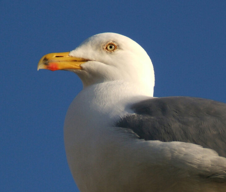 A photo of a herring gull. The gull has a grey back and wings. The gulls head and tail are stark white and it has a bright yellow and red beak. Photo taken by Alan Price.