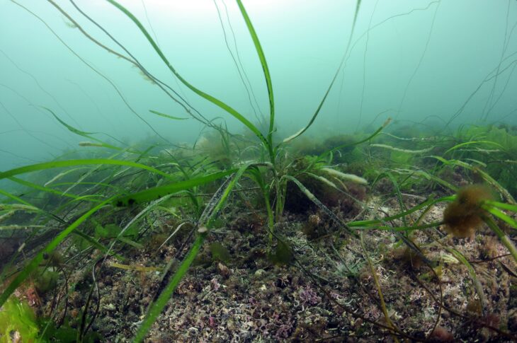 seabed habitats