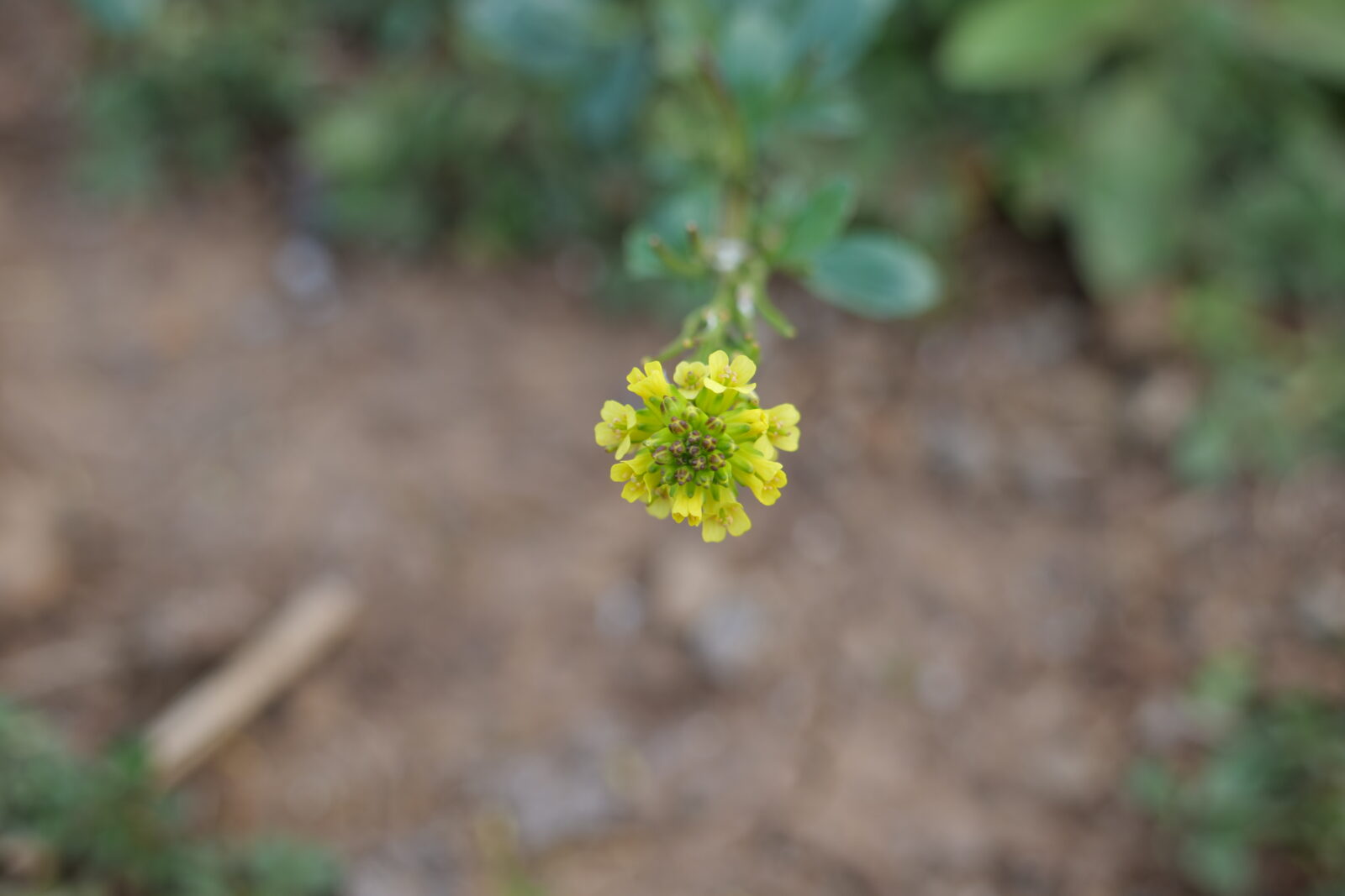 A photo of a yellow flower. The photo is looking down at the flower and only the top of the plant is in focus. The flower has lots of yellow petals with brown pollen in the middle. In the background other plants and the ground are out of focus.