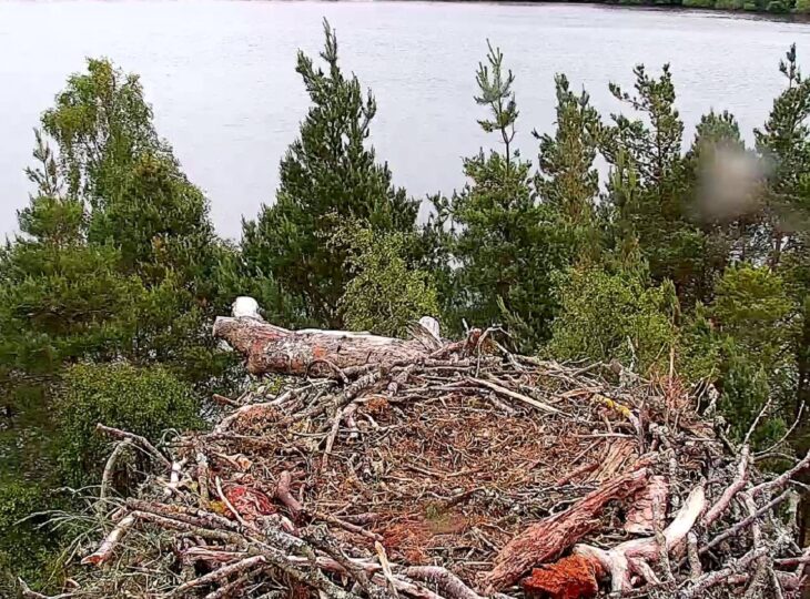 The empty osprey nest at Loch of the Lowes, sitting above the surrounding trees and loch.
