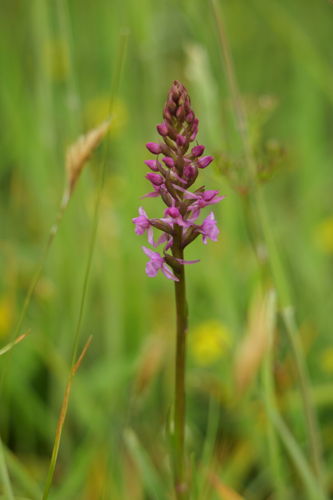 A photo of a fragrant orchid taken on the Isle of Eigg. The orchid has a tall thin green stem with multiple fronds of purple flowers in a pyramidal shape at the top.