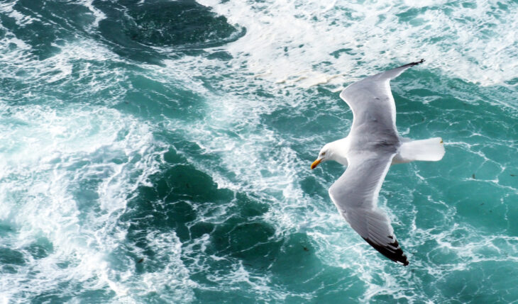 A photo of a herring gull flying over breaking waves off Handa Island, Scotland. The gull has a grey back and wings with black wingtips. The gulls head and tail are stark white and it has a bright yellow and red beak.Photo taken by Pete Haskell.