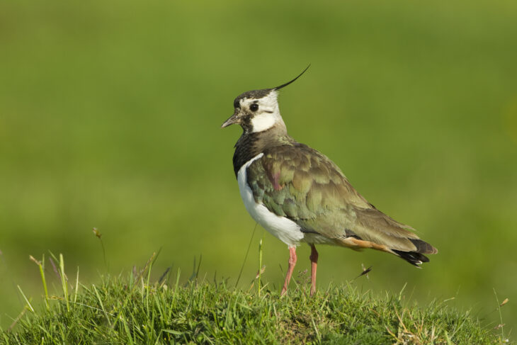 A lapwing in a field