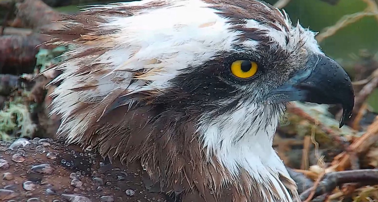 A Journey of Learning for First Time Breeding Osprey Pair