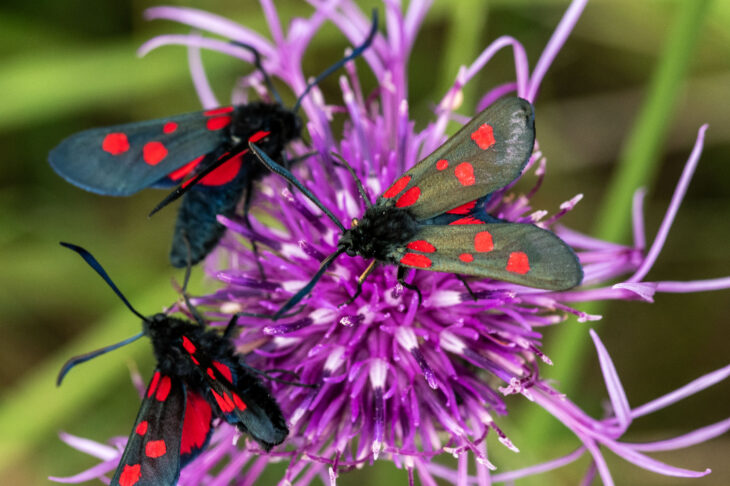 A photo showing three narrow bordered five spot burnett moths. The moths are black with red spots on their wings. Two of the moths have red undersides on their wings which are visible. The three moths are perched on a purple flower.Photo taken by Steve Buckland.