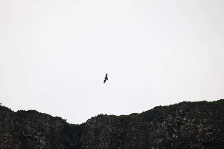 A photo of a golden eagle in flight. The eagle is a dark silhouette above a rocky ridge. The eagle has broad wings and is soaring high above the photographer.Photo taken by Eleanor Rose Daniel-McKeigue.
