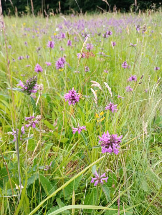 A photo of a wildflower meadow complete with a mix of colourful flowers and green grasses. There is a large number of purple flowers which are betonies mixed throughout the grass with smaller yellow flowers poking through below.