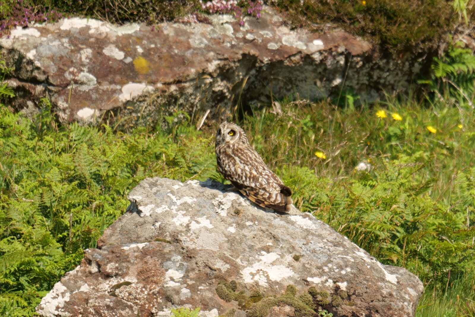A photo of a short eared owl perched on a rock on the Isle of Eigg. The owl has yellow eyes and mottled brown feathers. The rock has patches of moss and is a pale grey. In the background there is another large mossy rock and lots of green ferns. Photo taken by Eleanor Rose Daniel-McKeigue.