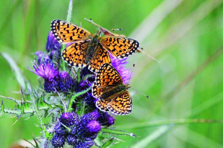 Two small pearl bordered fritillary butterflies on a head of thistles.