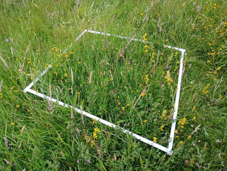 A photo of a vegetation survey using a quadrat. The quadrat is a square frame made of white plastic that has been placed on a patch of plants.