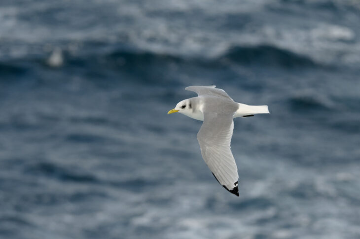 A kittiwake flying over the sea. It is a medium-sized, grey and white gull with black wing tips