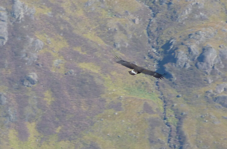 A juvenile golden eagle in flight. The photo has been taken from the slopes of a hill putting the photographer level with the eagle. It is flying away from the camera giving a clear view of its broad, brown wings and a white flash on its tail. Photo taken at the Scottish Wildlife Trust's Rahoy Hills Wildlife Reserve by Steve Hardy.
