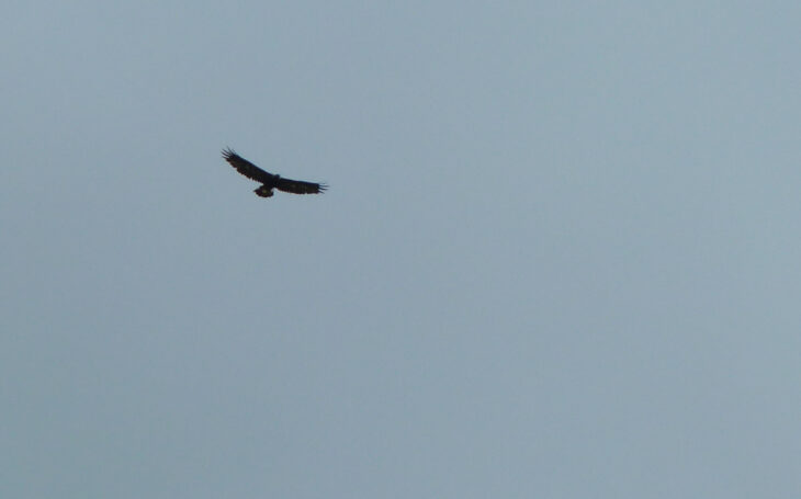 A golden eagle in flight. The eagle is high above the photographer on slate grey skies. Not much of the bird can be made out apart from it's broad silhouette. Photo taken by Steve Hardy.