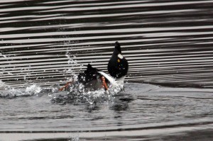 Goldeneye Courtship Display by Phil Hannah- copyright