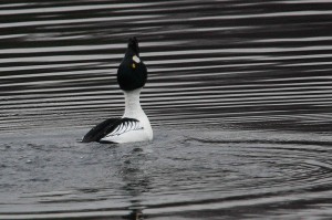 goldeneye display 2 phil hannah