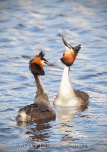 neil mcd gcgrebes