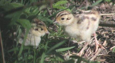  Pheasant chicks - 21.5.13 - copyright Nick Gordon