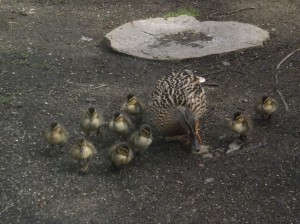 Duckling's Den! 19 May 2013 copyright Douglas Milne