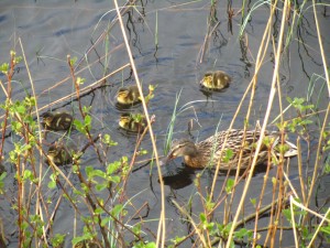 Mallard Ducklings by Rachel Whitaker 2013