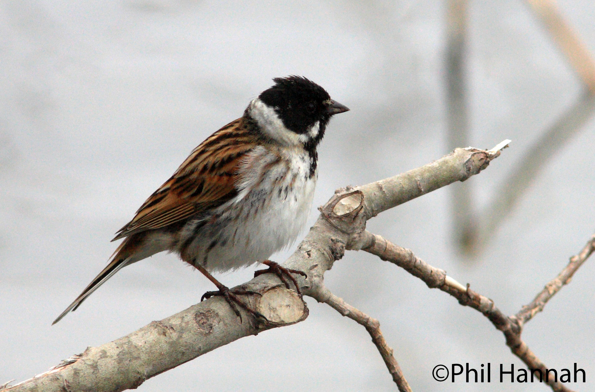Reed Bunting by Phil Hannah