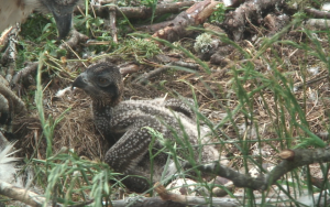 Loch of the Lowes Osprey chick Day 14 2013