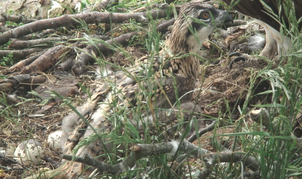 Osprey chick Loch of the Lowes 25th June 2013 copyright SWT