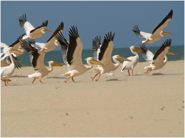 Pelicans Langue de Barbarie National Park