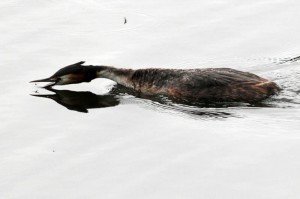 Great Crested Grebe fly fishing by Phil Hannah ( copyright) 