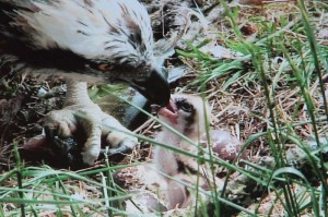 Loch of the Lowes Osprey Chick 1 day old 2013