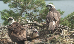 Osprey Family 11th July 2013, copyright SWT