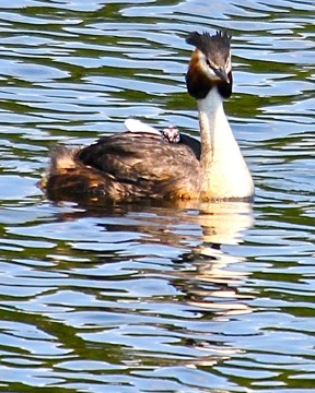 Great Crested Grebe and chick - 7 July 2013 - copyright Carolyn Taylor