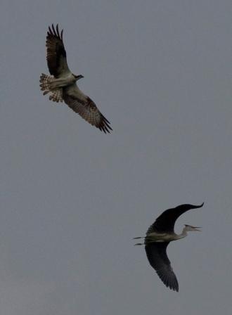 Male Osprey sees off the Heron - 29.7.13 - copyright Steve Earle