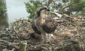 Loch of the Lowes osprey chick 12th July 2013, copyright SWT