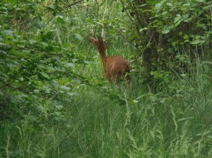 Roe deer at Loch of the Lowes, copyright Douglas Milne