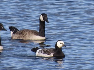 Canada and Barnacle Goose by John Monks