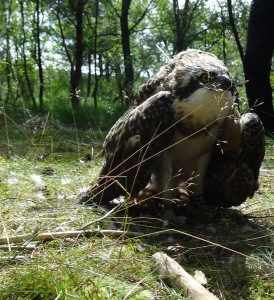 Osprey Chick Blue YZ at Loch of the Lowes 15th July 2013- copyright SWT