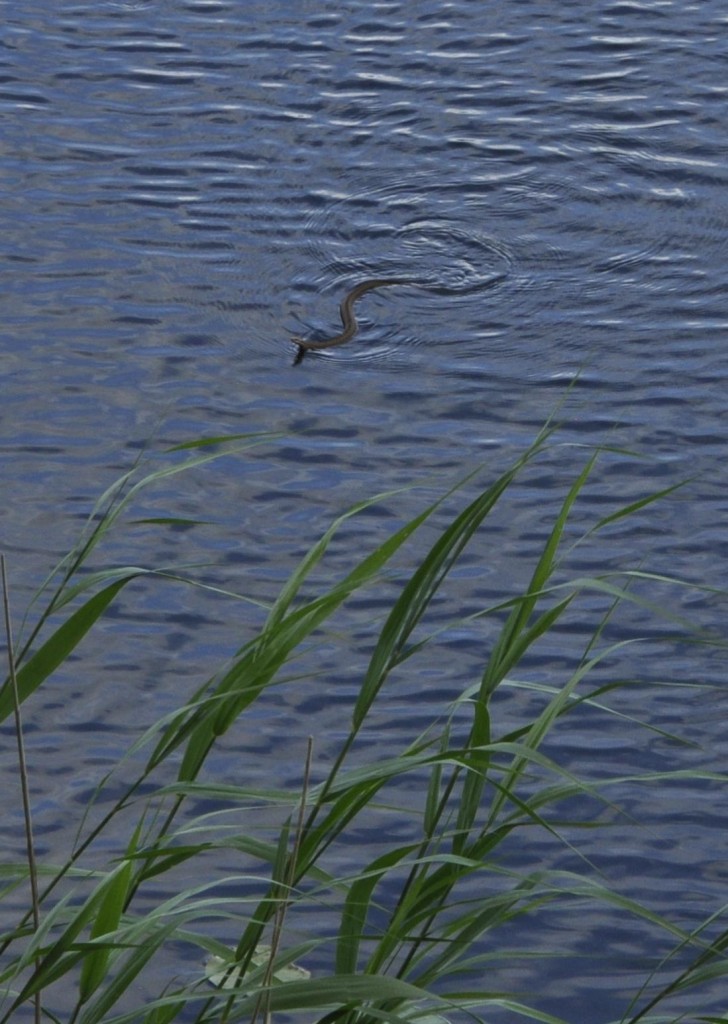 Adder Swimming at Loch of the Lowes, by Dennis Buchan