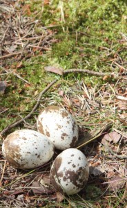 Unhatched Osprey Eggs Loch of the Lowes 2013, copyright SWT