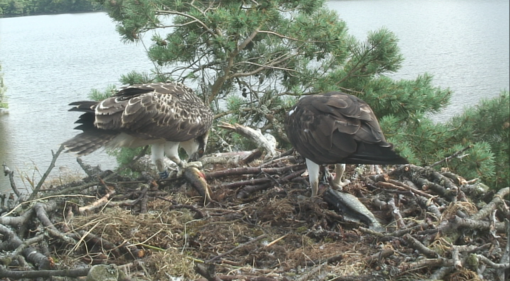 Mother and Daughter feeding side by side, 24th July 2013- SWT