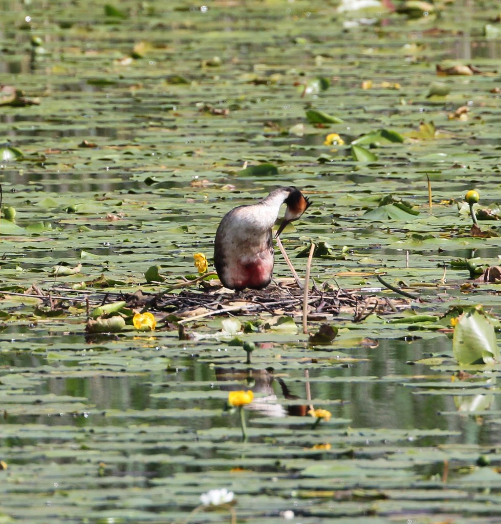 Injured Grebe Copyright Clive Davies