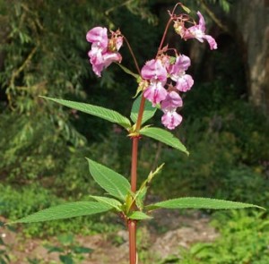 Himalayan Balsam