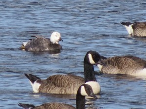 Canada Geese and Hyrbid Barnacle Goose by John Monks