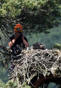 Keith Brockie and the Osprey chick, Loch of the Lowes 2013- copyright SWT